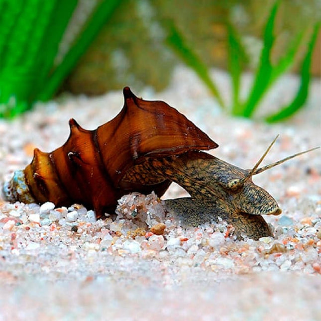 Caracol Conejo Espinoso Brotia padogula con concha alargada y espinosa sobre sustrato en acuario de agua dulce