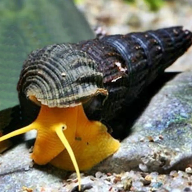 Caracol Conejo Tylomelania sp. con concha alargada y largas antenas característico de acuarios de agua dulce.