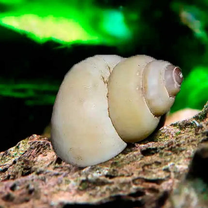 Caracol Mago Blanco Filopaludina martensi con concha blanca brillante sobre sustrato en acuario de agua dulce