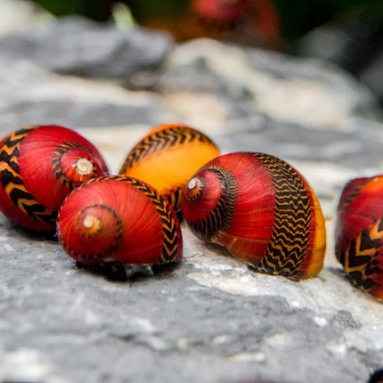 Caracol Picasso Vittina waigiensis con concha decorativa y patrón único en acuario marino