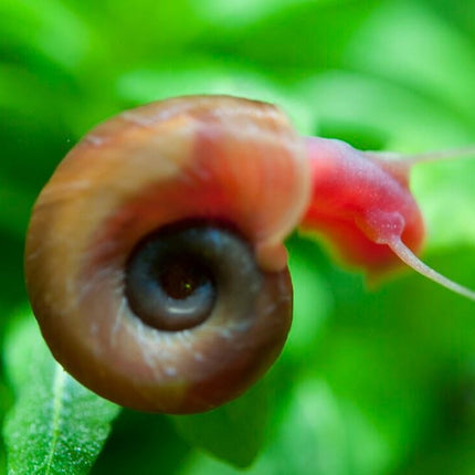 Caracol Planorbis Planorbis rubrum