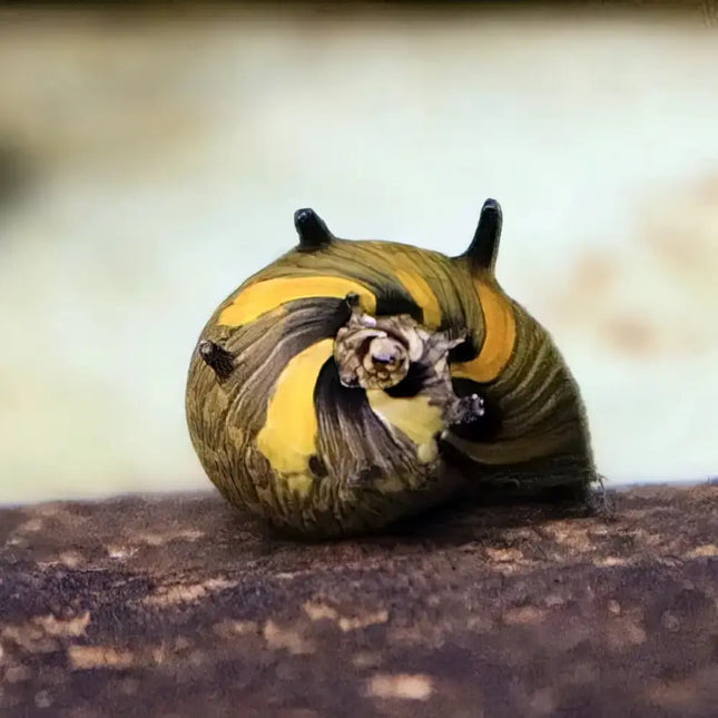 Caracol Sol Clithon donovani con concha redondeada y moteada en acuario de agua dulce