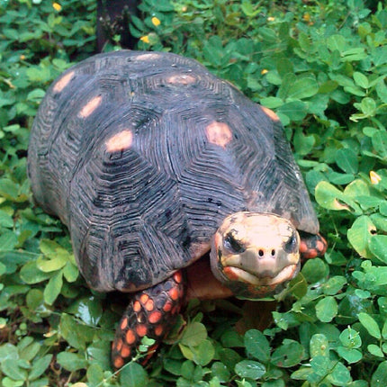 Tortuga Terrestre de Patas Rojas o Carbonera Chelonoidis carbonaria 8-11 cm
