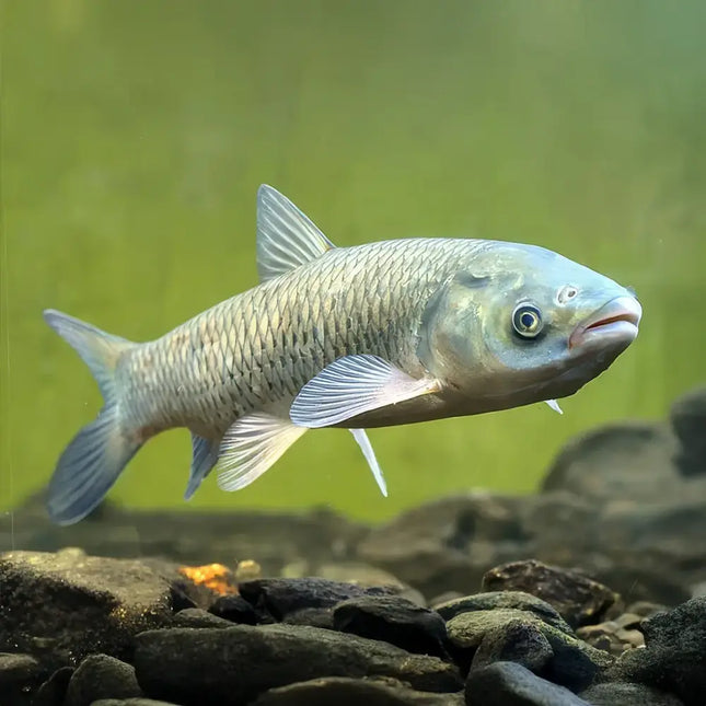 Carpa China come hierba de cuerpo robusto y escamas claras