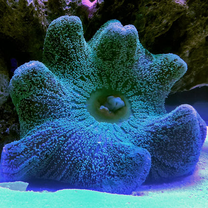 Anémona Stichodactyla haddoni con textura alfombrada y tentáculos cortos y uniformes.