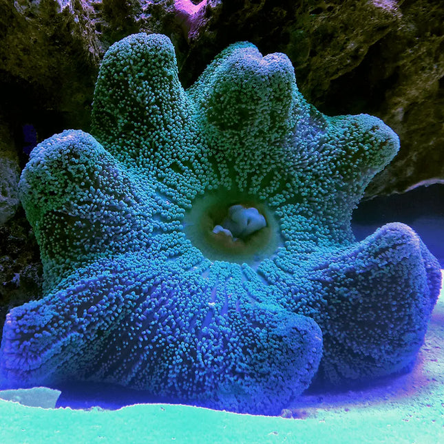 Anémona Stichodactyla haddoni con textura alfombrada y tentáculos cortos y uniformes.