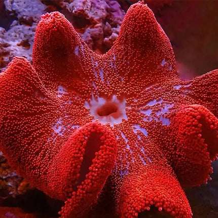 Anémona Stichodactyla haddoni con textura alfombrada y tentáculos cortos y uniformes.