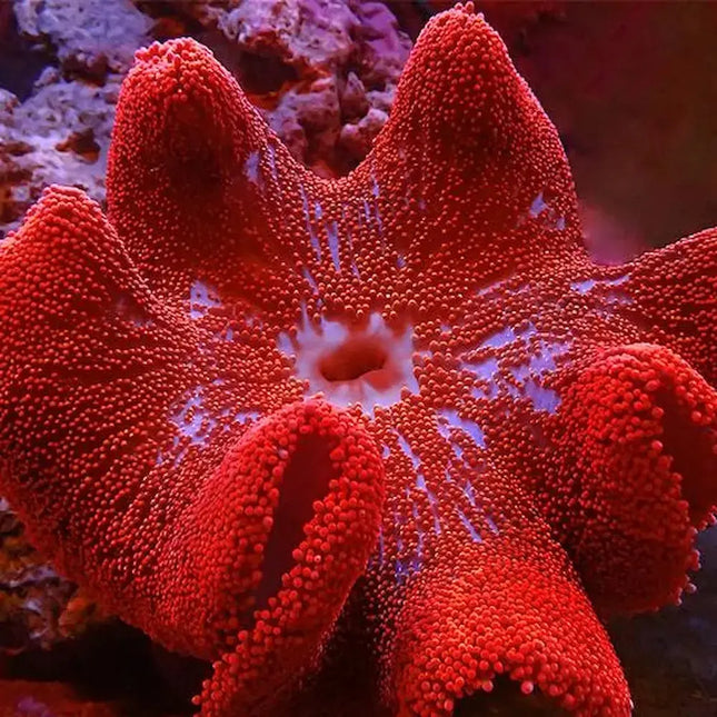 Anémona Stichodactyla haddoni con textura alfombrada y tentáculos cortos y uniformes.