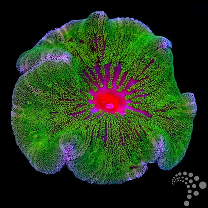 Anémona Stichodactyla haddoni con textura alfombrada y tentáculos cortos y uniformes.