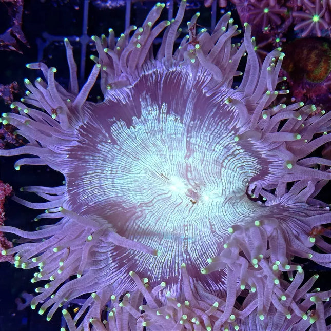 Catalaphyllia jardinei, coral elegance LPS con pólipos morados largos y coloración verde intenso.
