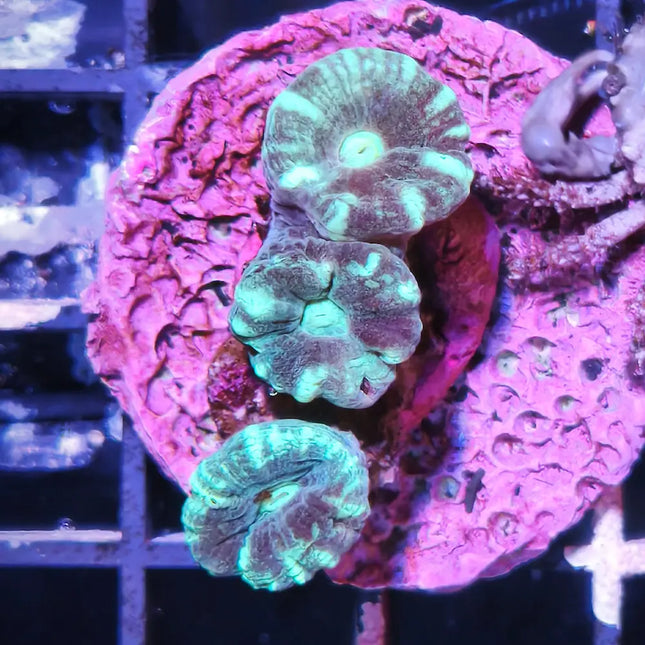 Caulastraea Blue Frag