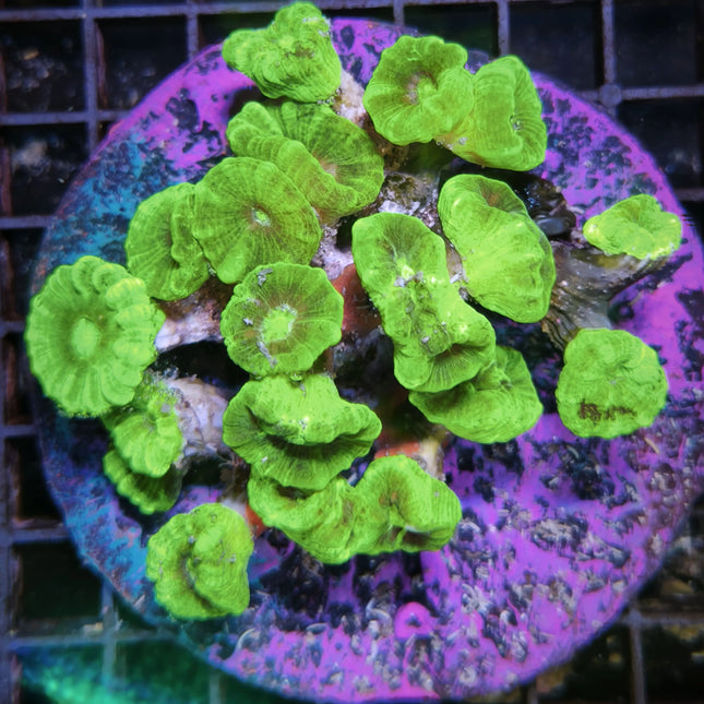 Caulastrea Hulk XL con pólipos de color verde intenso en primer plano

