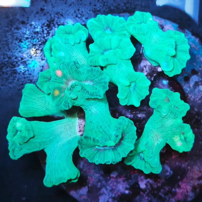 Caulastraea verde flúor de gran tamaño