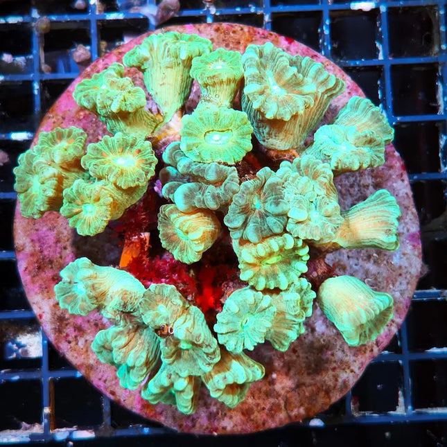 Caulastrea Hulk XL – Coral luminoso Acuario Marino de Arrecife