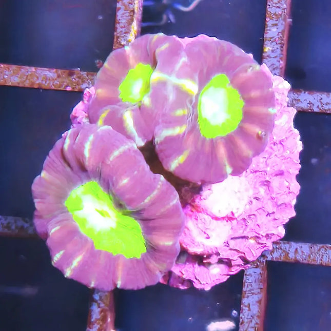 Caulastraea Coca Cola Frag