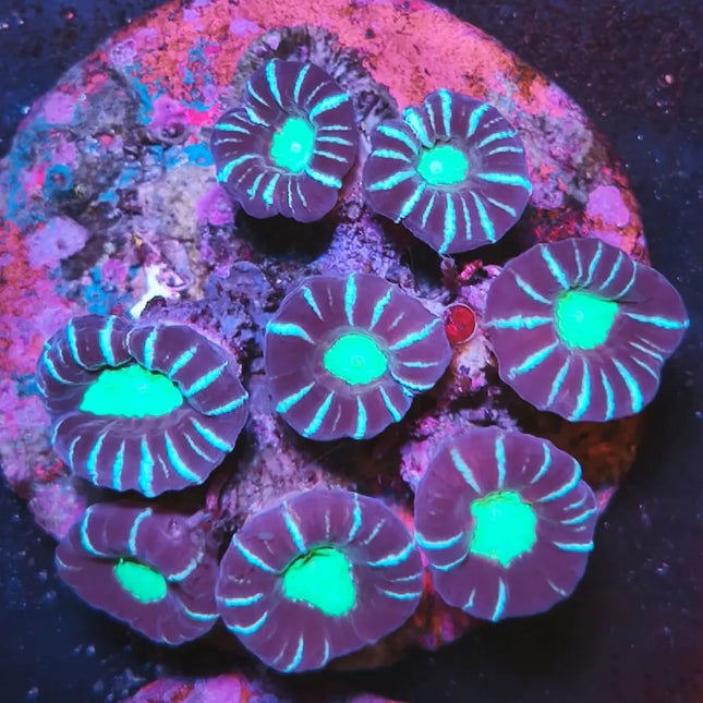 Caulastraea morada de gran tamaño