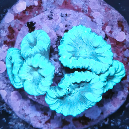 Caulastraea azul de gran tamaño