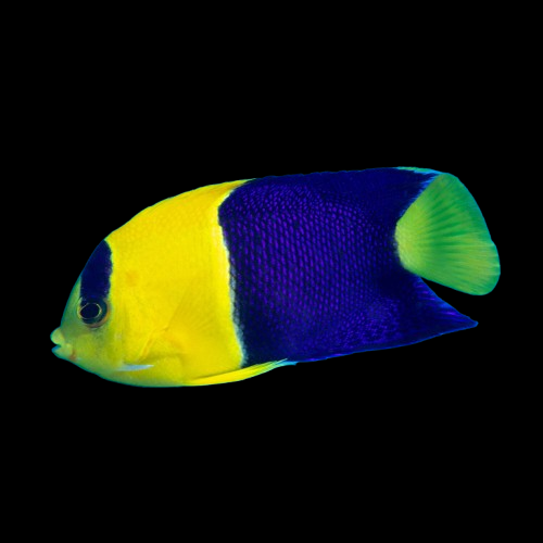 Centropyge bicolor S/M