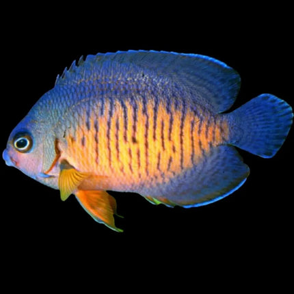 El Centropyge bispinosa, con su color amarillo intenso y los detalles en azul en sus aletas. Este pez ángel se distingue por su postura elegante y su coloración única que lo convierte en una pieza central en cualquier acuario.
