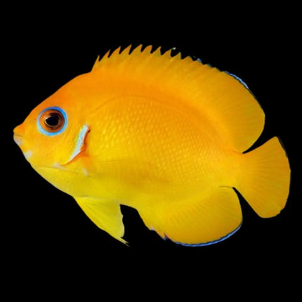 El Centropyge flavissima mostrando su color amarillo brillante, con su cuerpo en una tonalidad dorada que resalta en cualquier acuario marino. Este pez ángel es conocido por su comportamiento tranquilo y su impresionante belleza.