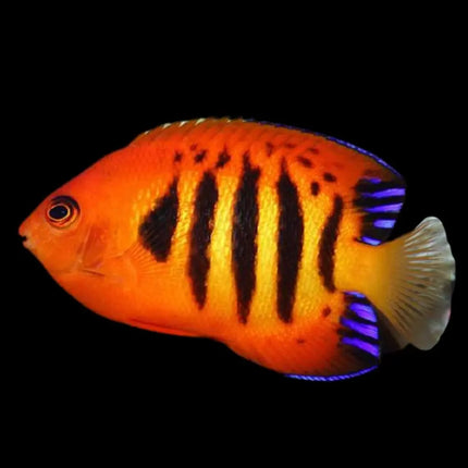 Centropyge loriculus mostrando su intenso color rojo anaranjado y sus aletas azuladas.