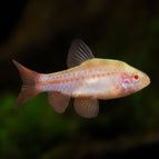 Barbo cereza albino
