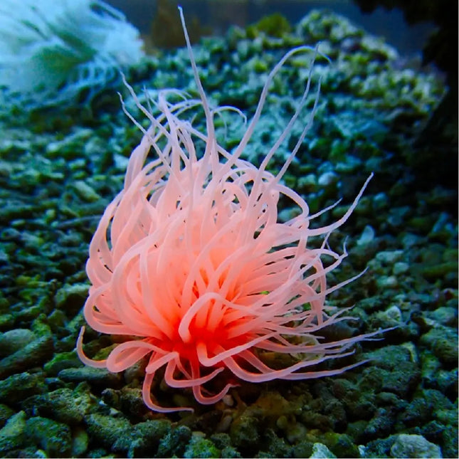 Cerianthus o anémona tubo de tentáculos largos y coloridos emergiendo del sustrato en acuario marino.
