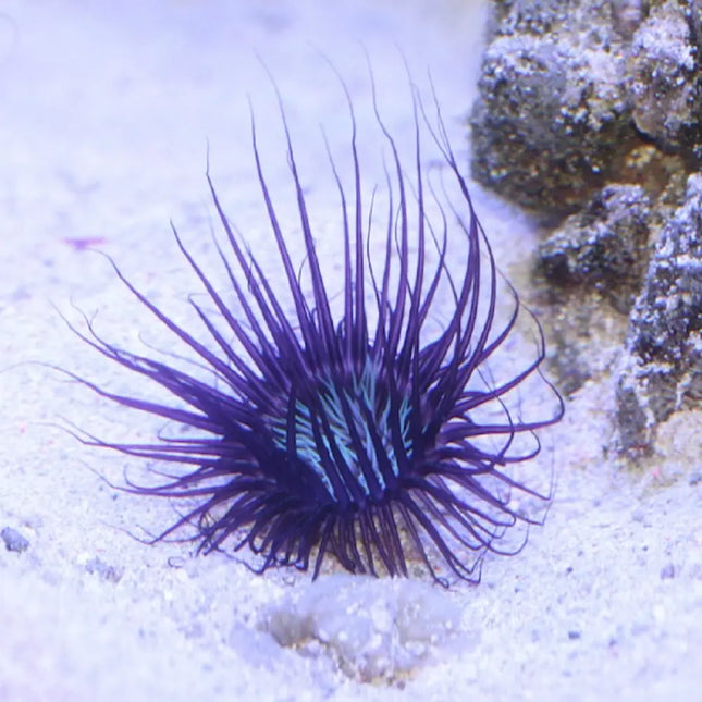 Cerianthus - Anémona Tubo Mediterránea para Acuario Marino