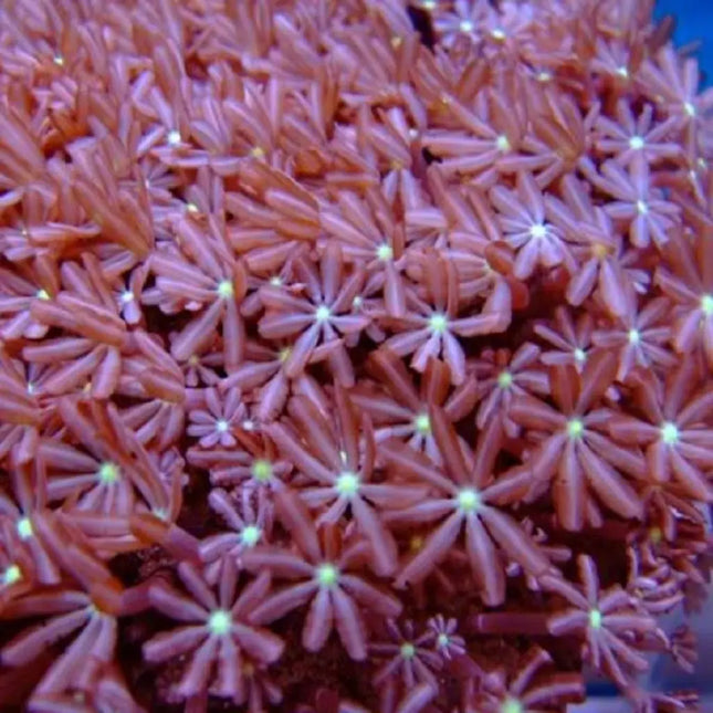 pólipos del coral cercanos al rojo con un punto verde en el centro