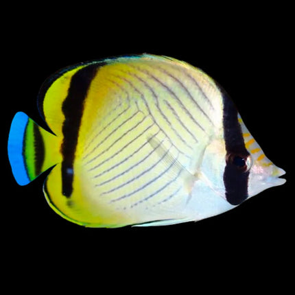 Pez Chaetodon vagabundus con patrón en V en tonos plateados, negros y amarillos.