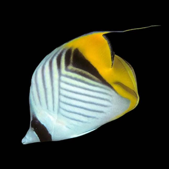 Con su hermosa coloración, su carácter pacífico y su capacidad para adaptarse bien a acuarios de arrecife, el Chaetodon auriga es una excelente opción para aquellos que buscan un pez mariposa hermoso y fácil de mantener.