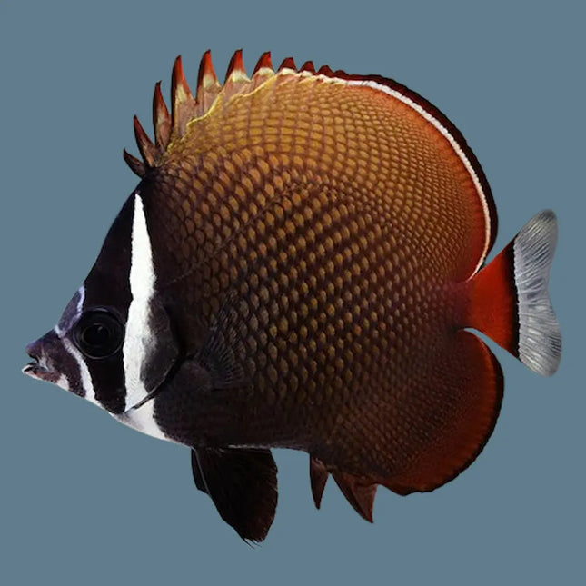 Chaetodon collare con cuerpo ovalado en tonos marrón y gris, patrón de escamas en red y característico collar blanco en la base del cuello.