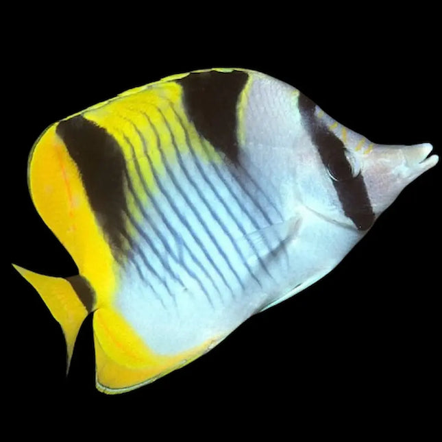 Chaetodon falcula con cuerpo amarillo y blanco, dos manchas negras en forma de silla de montar sobre el dorso y aletas de color amarillo intenso.