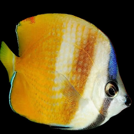 Chaetodon kleinii con cuerpo ovalado de color amarillo dorado y franjas verticales difuminadas.