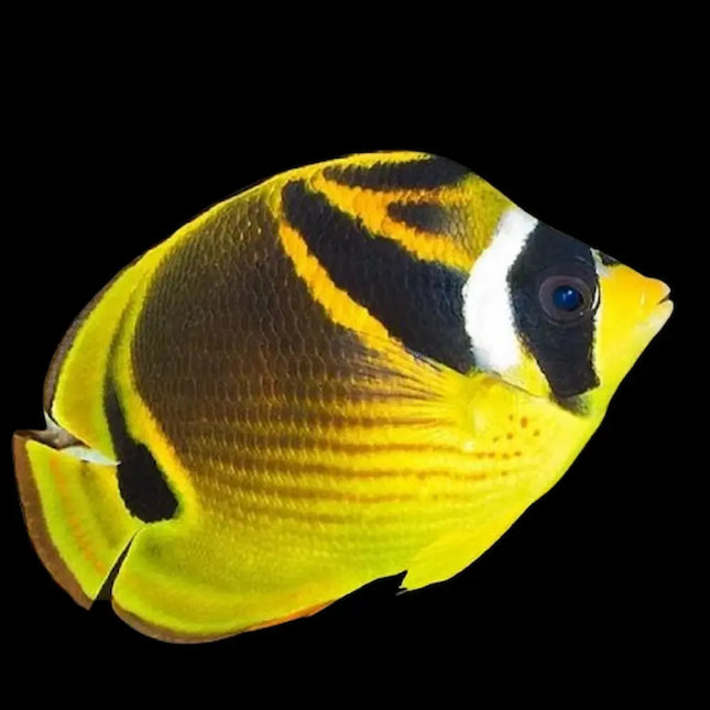 Chaetodon lunula con cuerpo amarillo brillante, antifaz negro sobre el ojo y franja vertical negra en la parte posterior del cuerpo.