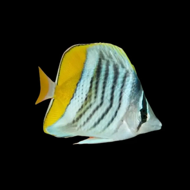 Chaetodon mertensii con cuerpo blanco adornado con líneas diagonales naranjas y aletas amarillas.