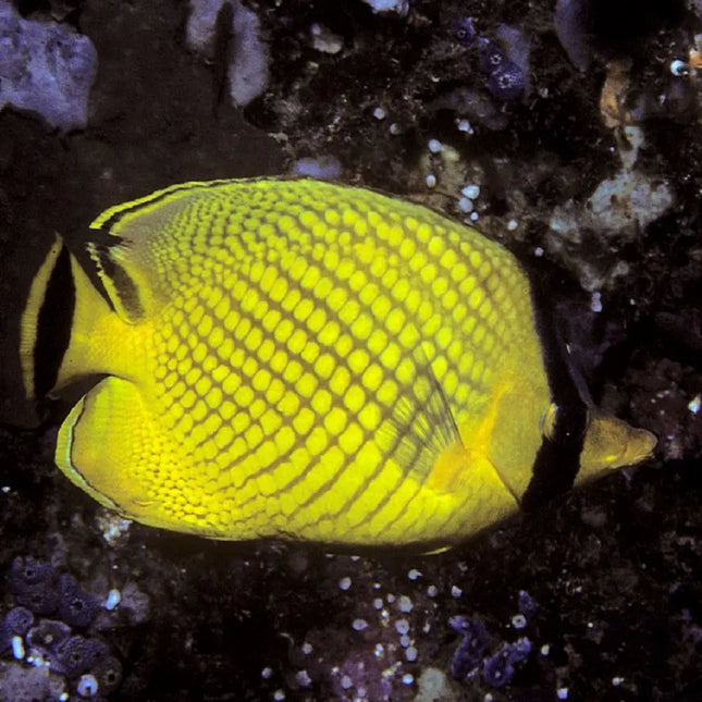 Chaetodon rafflesii con cuerpo blanco y negro, grandes manchas negras y amarillo en la zona posterior y aletas.