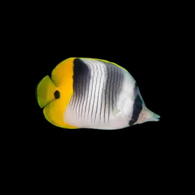 Pez Chaetodon ulietensis con tonos blancos y amarillos y una banda negra vertical distintiva.