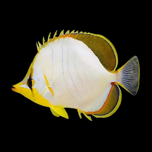 Chaetodon xanthocephalus: un pez mariposa de colores brillantes para tu acuario de arrecife
