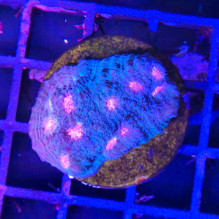 Echinophyllia Frag – Coral LPS en forma de chal para acuarios marinos