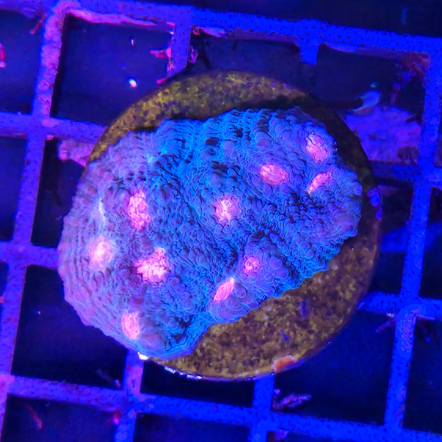 Echinophyllia Frag – Coral LPS en forma de chal para acuarios marinos