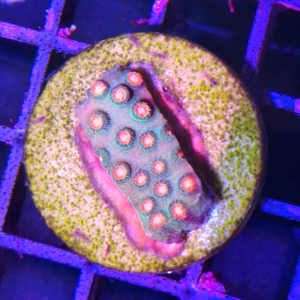 Frag Echinophyllia – Coral LPS en forma de chal para acuarios marinos