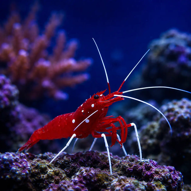 <h3>INVERTEBRADOS</h3>