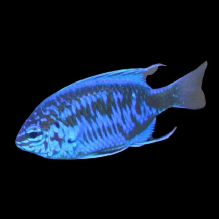 Pez Chrysiptera springeri con cuerpo azul brillante y aletas amarillas, visto de perfil sobre fondo negro.