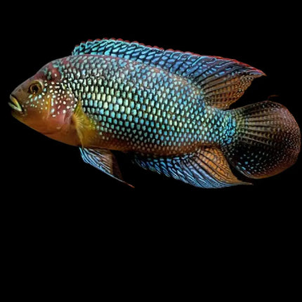 Cichlasoma octofasciatum mostrando cuerpo robusto de tonalidad oscura cubierto por numerosos puntos iridiscentes azulados y verdosos que reflejan la luz, creando un aspecto espectacular característico de la especie.