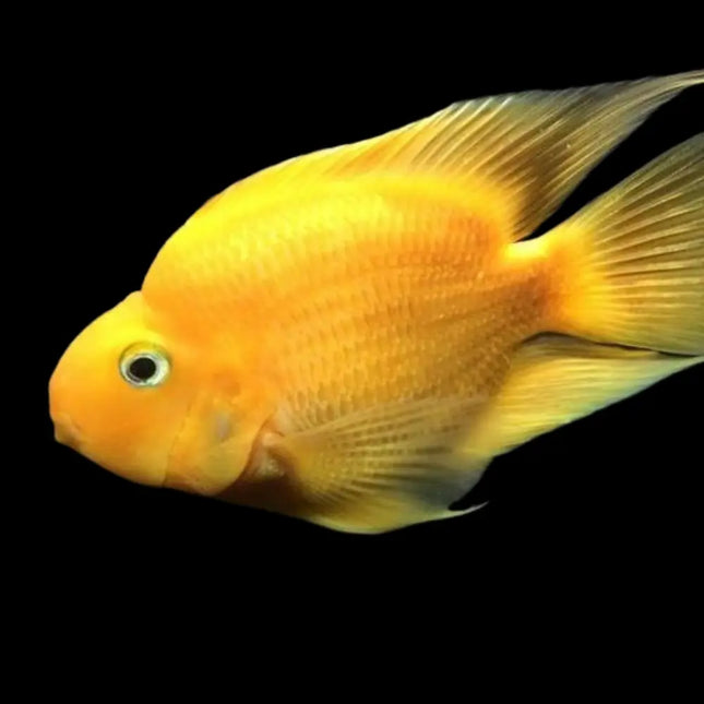 Pez cíclido loro de color amarillo brillante, cuerpo redondeado y boca en forma de pico, visto de perfil sobre fondo negro.