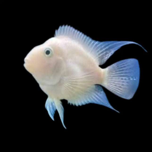 Pez cíclido loro de color blanco/rosa brillante, cuerpo redondeado y boca en forma de pico, visto de perfil sobre fondo negro.
