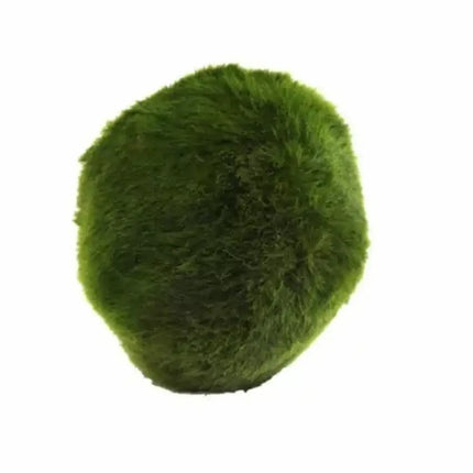 Cladophora M o bola de musgo verde colocada en el fondo de un acuario plantado

