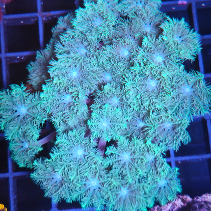 Clavularia es una elección perfecta para acuaristas que buscan un coral blando colorido, dinámico y de fácil mantenimiento. 