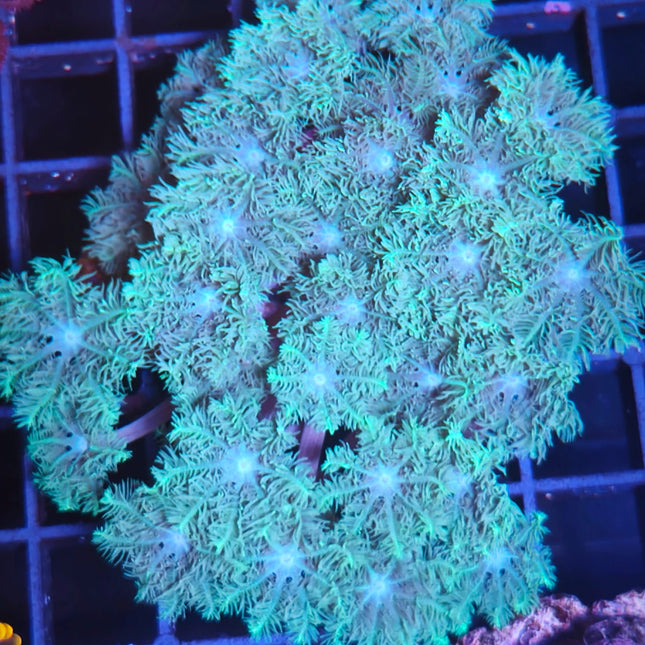 Clavularia es una elección perfecta para acuaristas que buscan un coral blando colorido, dinámico y de fácil mantenimiento. 